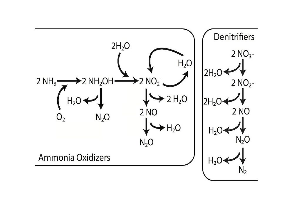 n2ocycle
