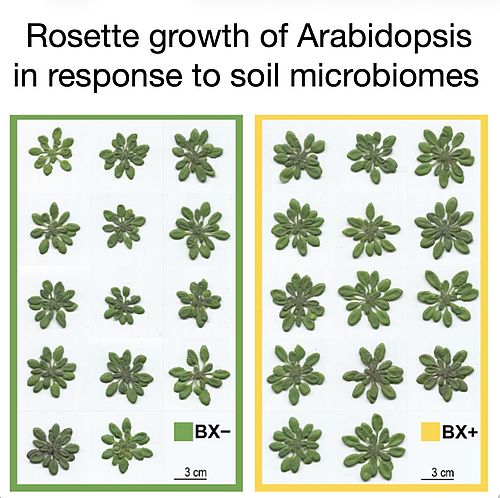 Rosette growth of Arabidopsis in response to soil microbiomes