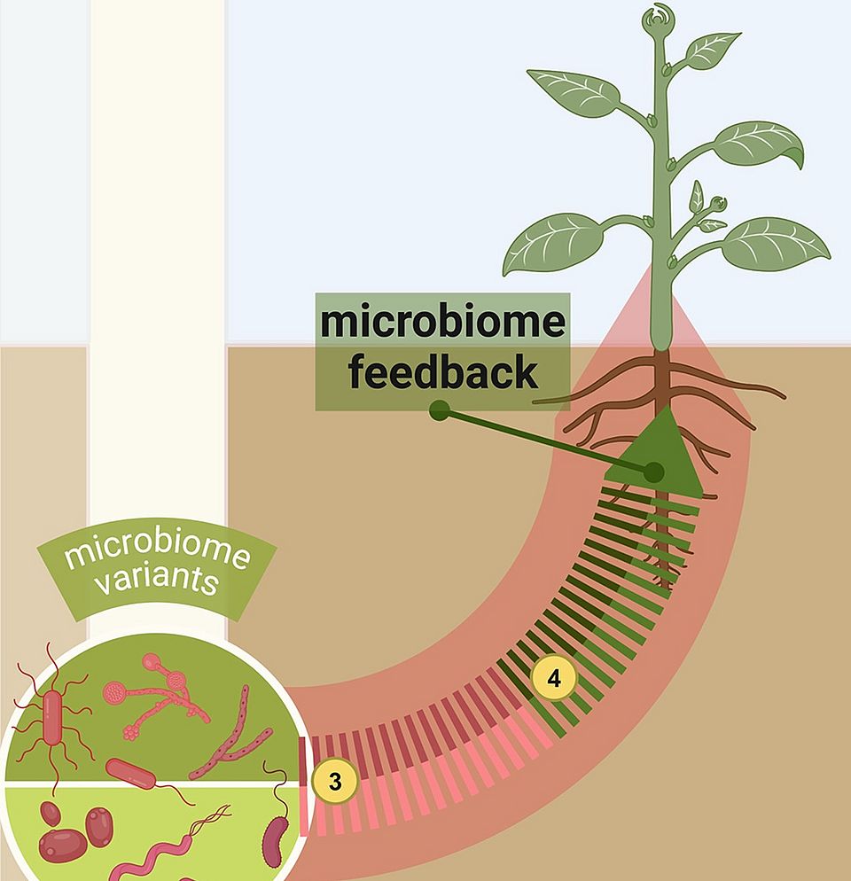 Microbiome_Feedback