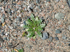 Old Woman Bay Pflanzenrosette