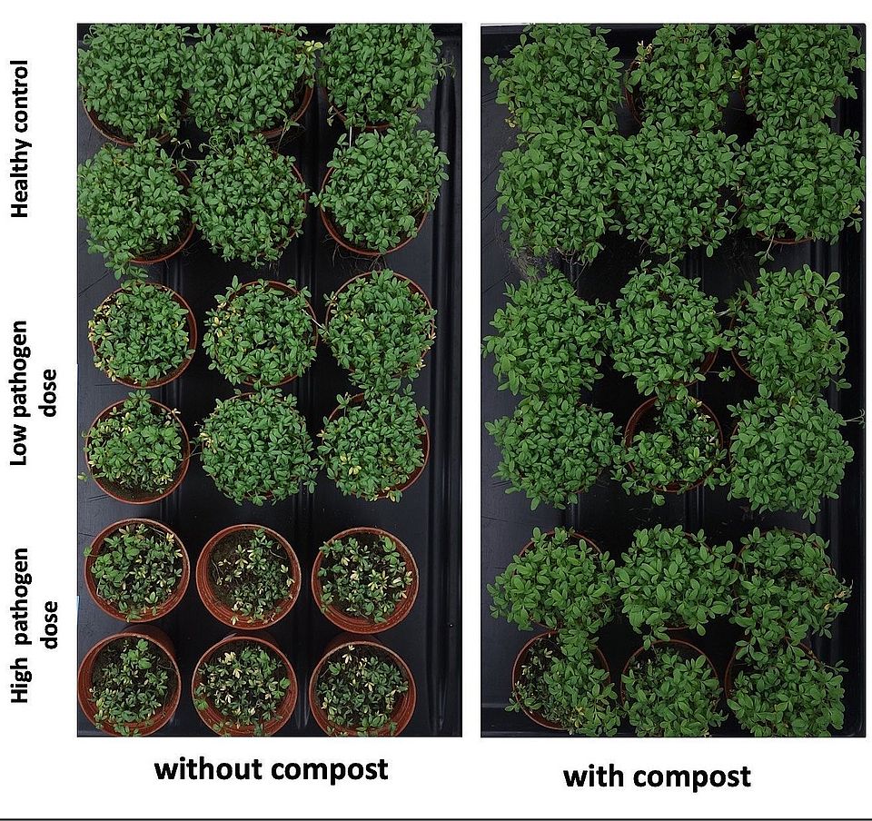 microbial communities