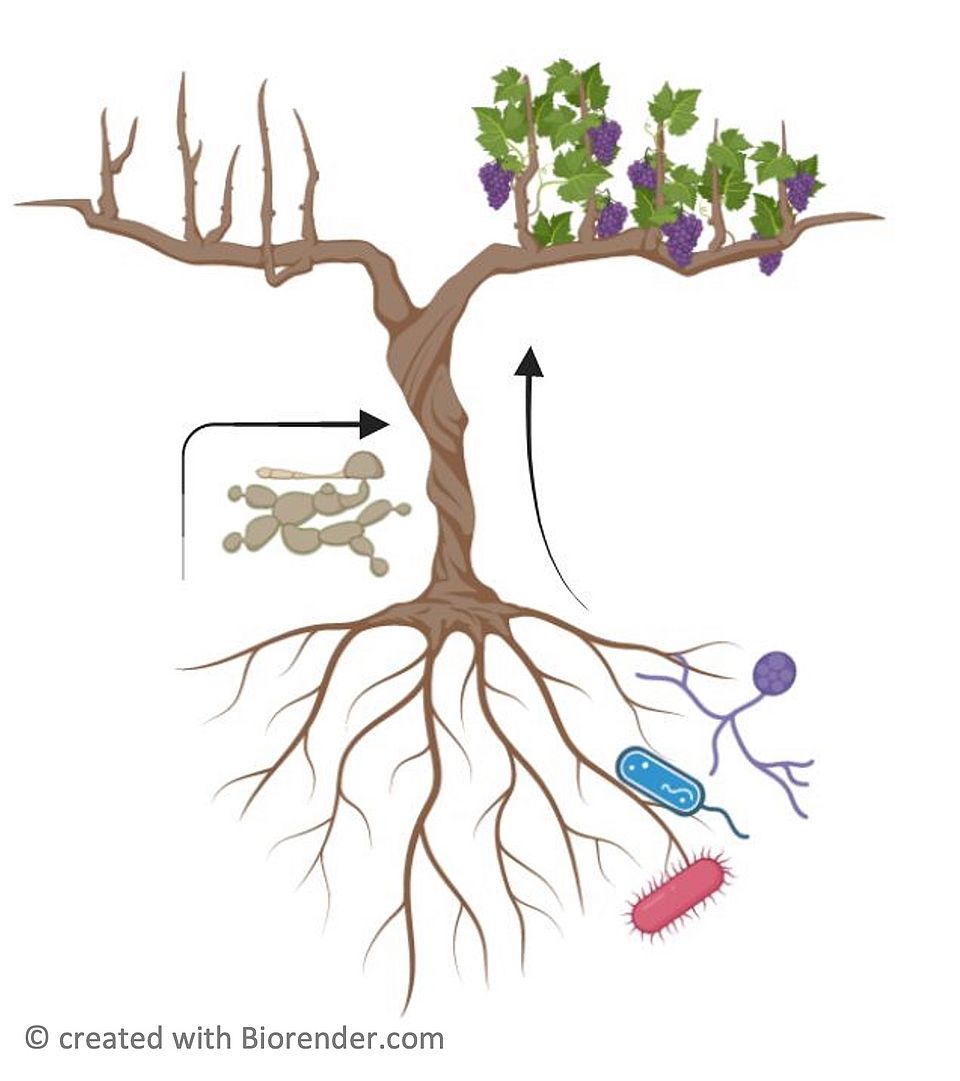 Roots of resilience