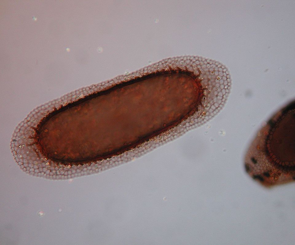Plumatella type with root like structure