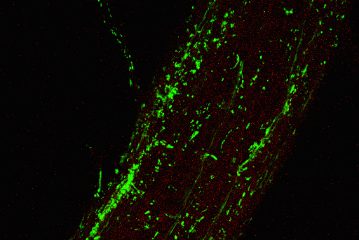 Root Microbiota FISH