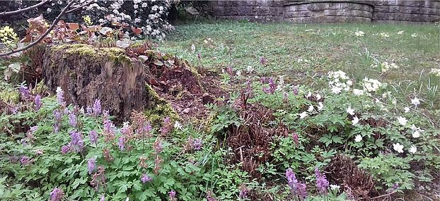 Gartentipps